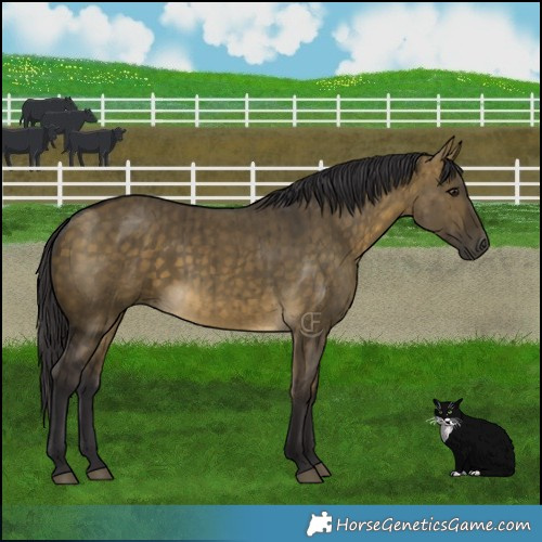 Horse Color:Buckskin Dun Brindle