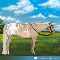 Horse Color:Chocolate Palomino Dun Appaloosa 