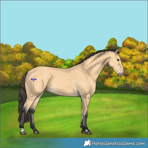 Horse Color:Buckskin 