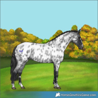 Horse Color:Blue Roan Appaloosa 