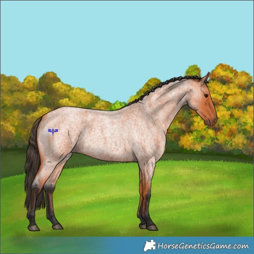 Horse Color:Bay Roan 