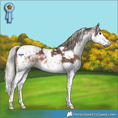 Horse Color:Gray Silver Brown Splash Tobiano Varnish 
