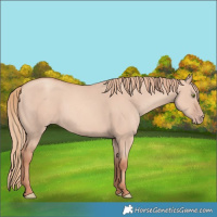 Horse Color:Gold Champagne Dun