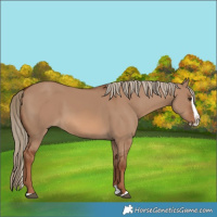 Horse Color:Red Dun Splash 