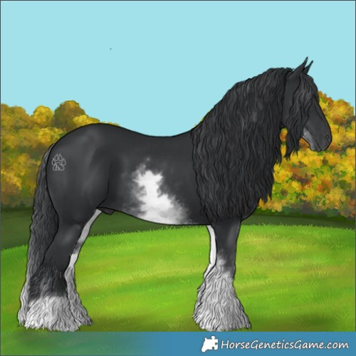 Horse Color:White Spotted Black
