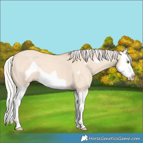 Horse Color:Silver Classic Champagne Dun Splash Frame 