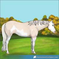 Horse Color:Silver Classic Champagne Dun Splash Frame 