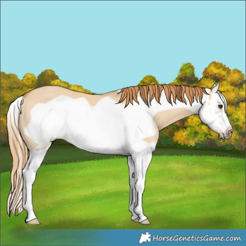 Horse Color:Red Dun Splash Frame Rabicano 