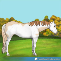 Horse Color:Red Dun Splash Frame Rabicano 