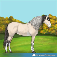 Horse Color:Silver Bay Dun Mushroom and Buckskin Mushroom