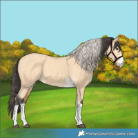 Horse Color:Silver Bay Dun Mushroom  and Buckskin Mushroom 