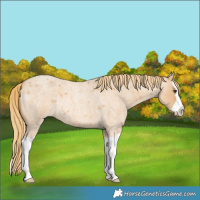 Horse Color:Red Dun Roan Splash Rabicano 