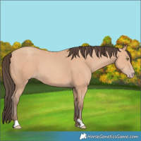 Horse Color:Amber Champagne 