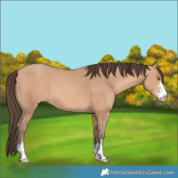 Horse Color:Amber Champagne 