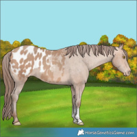 Horse Color:Amber Champagne Sabino Appaloosa 