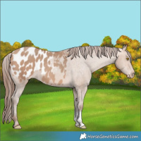 Horse Color:Amber Champagne Sabino Appaloosa 