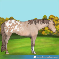 Horse Color:Amber Champagne Sabino Appaloosa 
