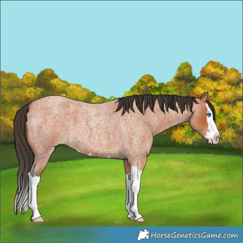Horse Color:Bay Roan Splash 