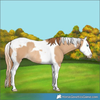 Horse Color:Red Dun Splash Tobiano Rabicano 