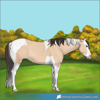 Horse Color:Bay Dun Splash Tobiano Rabicano 