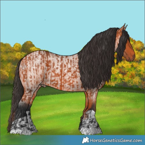 Horse Color:Bay  and Bay Roan 