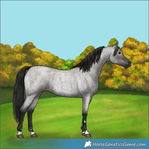 Horse Color:Gray Grullo Roan