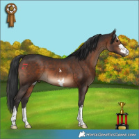Horse Color:Brown 