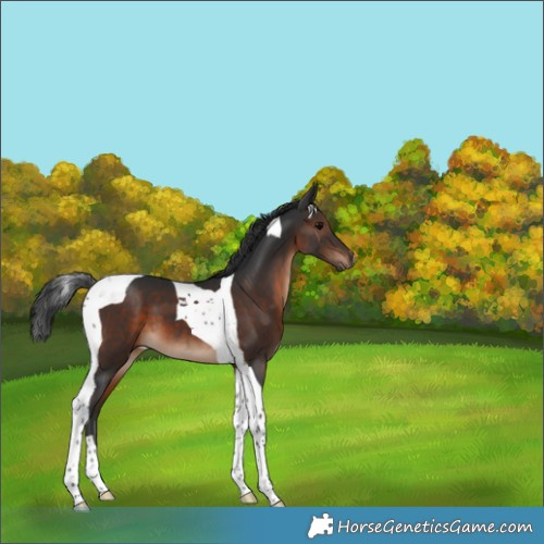 Horse Color:Brown Tobiano 