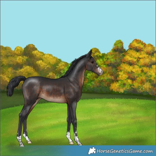 Horse Color:Brown 