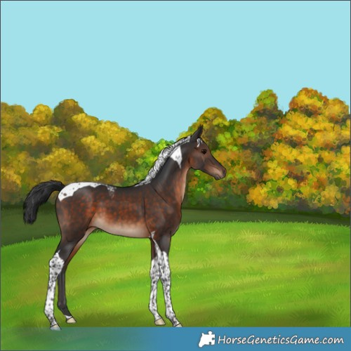Horse Color:Brown Tobiano 