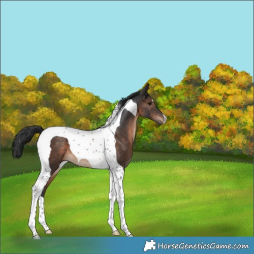 Horse Color:Brown Tobiano 