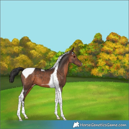 Horse Color:Brown Tobiano 