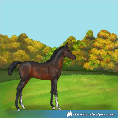 Horse Color:Brown Sabino 