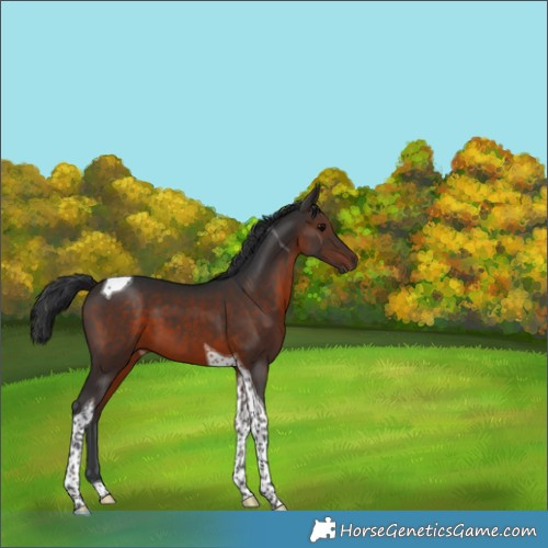 Horse Color:Brown Tobiano 