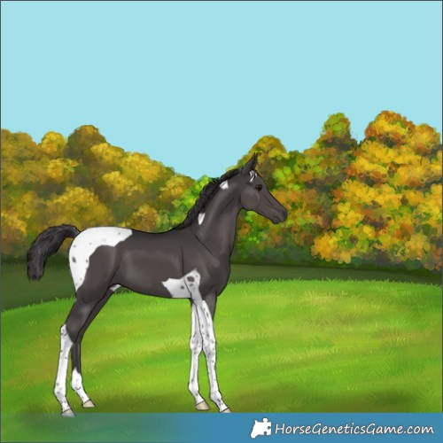 Horse Color:Smoky Black Tobiano 