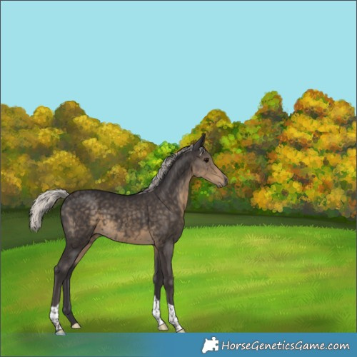 Horse Color:Silver Smoky Black Tobiano Rabicano 