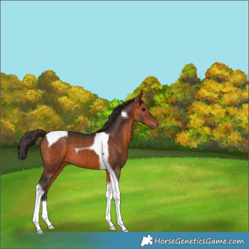 Horse Color:Bay Tobiano 