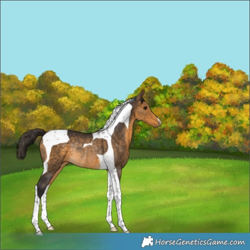 Horse Color:Buckskin Tobiano Rabicano 