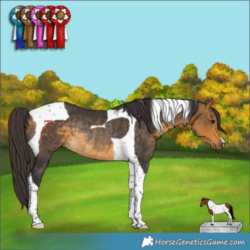 Horse Color:Buckskin Tobiano Rabicano 