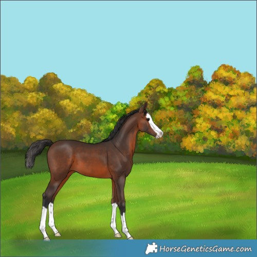 Horse Color:Brown Splash 