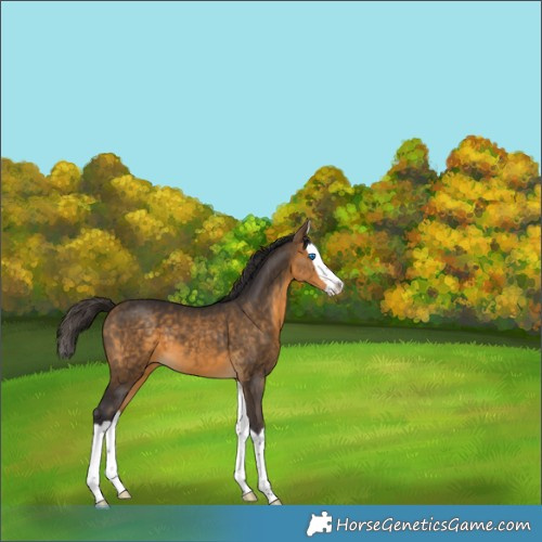 Horse Color:Buckskin Splash 