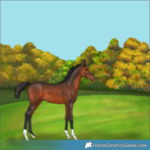 Horse Color:Brown 
