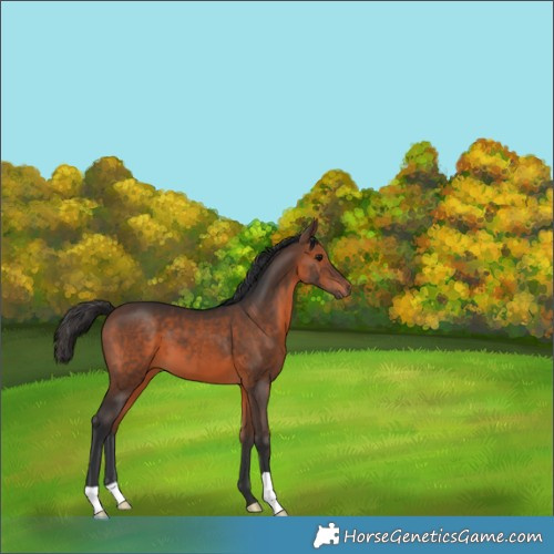 Horse Color:Brown 