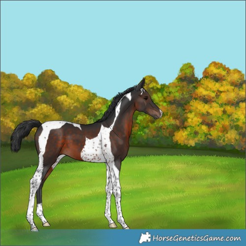 Horse Color:Brown Tobiano 