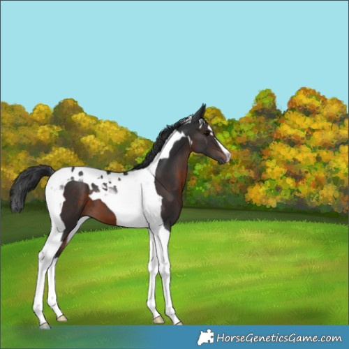 Horse Color:Brown Tobiano 