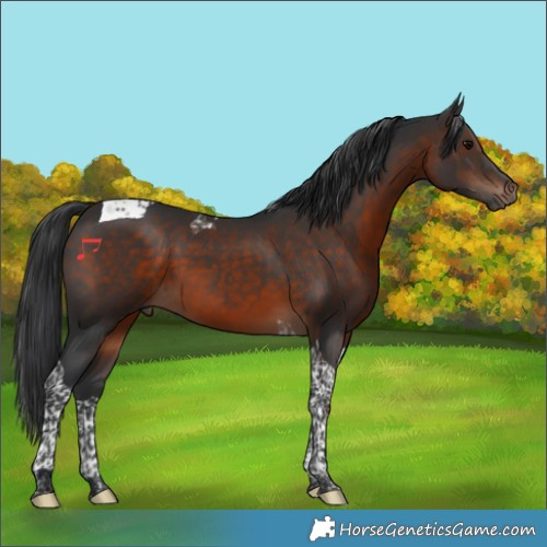 Horse Color:Brown Tobiano 