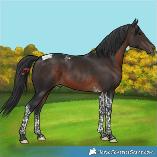 Horse Color:Brown Tobiano 