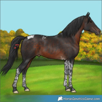 Horse Color:Brown Tobiano 