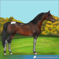 Horse Color:Brown Tobiano 