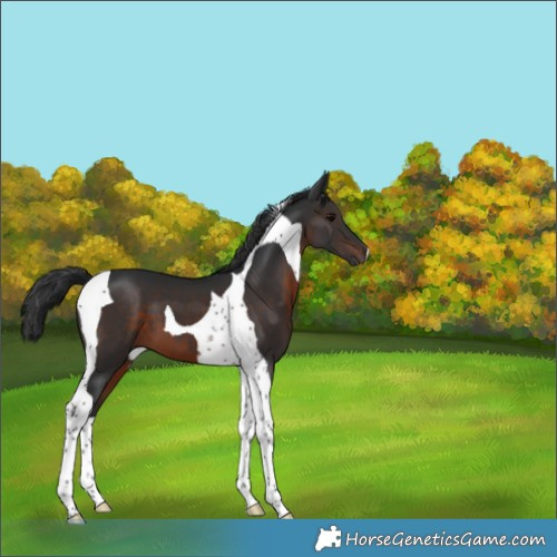 Horse Color:Brown Tobiano 